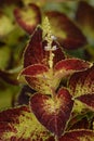 Coleus