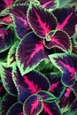 Coleus aka miana leaves pattern