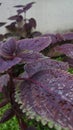 Coleus atropurpureus plant Royalty Free Stock Photo