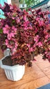 Coleus atropurpureus in a pot Royalty Free Stock Photo