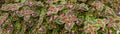 Coleus Background