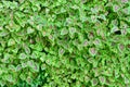 Coleus background