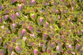Coleus background. Leaves of the Sun Coleus plant Royalty Free Stock Photo