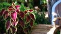 Coleus Blume Plectranthus scutellarioides Coleus blumeii plant, species of the genus Coleus Burgundy-green coleus leaves Royalty Free Stock Photo