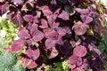 Coleus blumei or Painted nettle. Cultivar with dark purple leaves