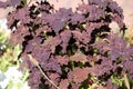 Coleus blumei or Painted nettle. Cultivar with dark purple leaves