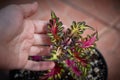 Coleus Blumei Plectranthus scutellarioides. Name of the plant variety Ecstasy. Coleus leaves in hand close-up.