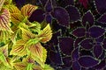 Coleus blumei, Solenostemon scutellarioides. Royalty Free Stock Photo