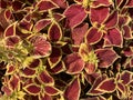 Coleus Blumei Solenostemon scutellarioides with flamboyant colors