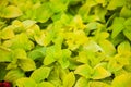 Coleus blumei Wizard Golden, green and yellow leaves background close up, bright lime color lush foliage texture. Abstract natural