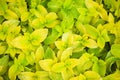 Coleus blumei Wizard Golden, green and yellow leaves background close up, bright lime color lush foliage texture. Abstract natural