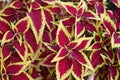 Coleus bush