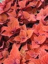 Coleus campfire, reddish-colored garden foliage Royalty Free Stock Photo