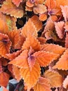 Coleus campfire, reddish-colored garden foliage Royalty Free Stock Photo