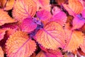 Coleus Campfire is a summer annual treasured for its colorful