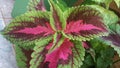 Coleus