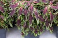 Coleus Chily Pepper