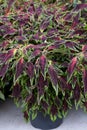 Coleus Chily Pepper