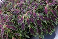 Coleus Chily Pepper