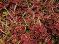 Coleus Chocolate Covered Cherry Leaves Has Beautiful Red and Green Colors With Violet On The Flowers