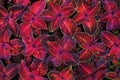 Coleus dark pink and black leaves decorative background close up, painted nettle flowering plant, bright red and green foliage