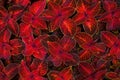 Coleus dark red and black leaves decorative background close up, painted nettle flowering plant, burgundy foliage texture