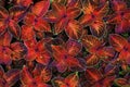 Coleus dark red, pink, black and green leaves decorative background close up, painted nettle plant, exotic orange foliage texture