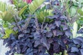 Coleus Dark Star plant in bloom at the Duke gardens Royalty Free Stock Photo