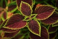 Coleus - an exotic groundcover plant
