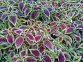 Coleus flower in Baia Mare, Romania Royalty Free Stock Photo
