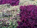 Coleus flower in Baia Mare, Romania Royalty Free Stock Photo
