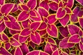 Coleus foliage as bright colorful natural background. Beautiful coleus plant leaves texture. Royalty Free Stock Photo