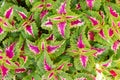 Coleus green background, close-up