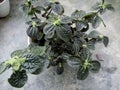 Coleus hybrid ornamental plant with dark green leaves