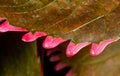 Coleus - jagged red leaf edge of a decorative tropical plant in a botanical collection Royalty Free Stock Photo