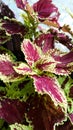 Coleus Kong Empire Mix Seed Royalty Free Stock Photo