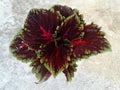 Coleus Kong Red Kakegawa CE12, Solenostemon hybridus