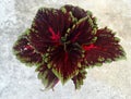 Coleus Kong Red Kakegawa CE12, Solenostemon hybridus