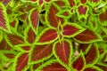 Coleus (lat. Coleus) Ã¢Ëâ a shrubby decorative deciduous plant with colorful bright leaves decorates the house. Royalty Free Stock Photo