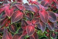 Coleus (lat. Coleus) Ã¢Ëâ a shrubby decorative deciduous plant with colorful bright leaves decorates the house. Royalty Free Stock Photo