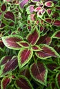 Coleus (lat. Coleus) Ã¢Ëâ a shrubby decorative deciduous plant with colorful bright leaves decorates the house. Royalty Free Stock Photo