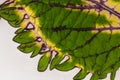 Coleus Leaf Close-up