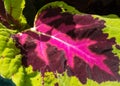 Coleus leaf