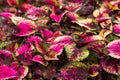 Coleus leaves, Background of colorfully leaves, Colored leaves on a bush