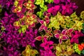 Coleus leaves with different colored borders and different colored leaves