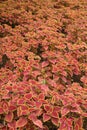 Coleus leaves (Painted nettle,Flame nettle)