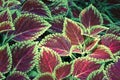 Coleus leaves (Painted nettle,Flame nettle )