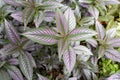 Coleus leaves