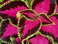 Coleus Leaves With Pink And Dark Purple Colouring