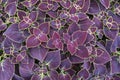 Coleus leaves of Ruby Sun or Ruby Hearts filling the frame Royalty Free Stock Photo